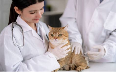 24 hour vet|What To Expect From an Online Veterinarian Appointment.